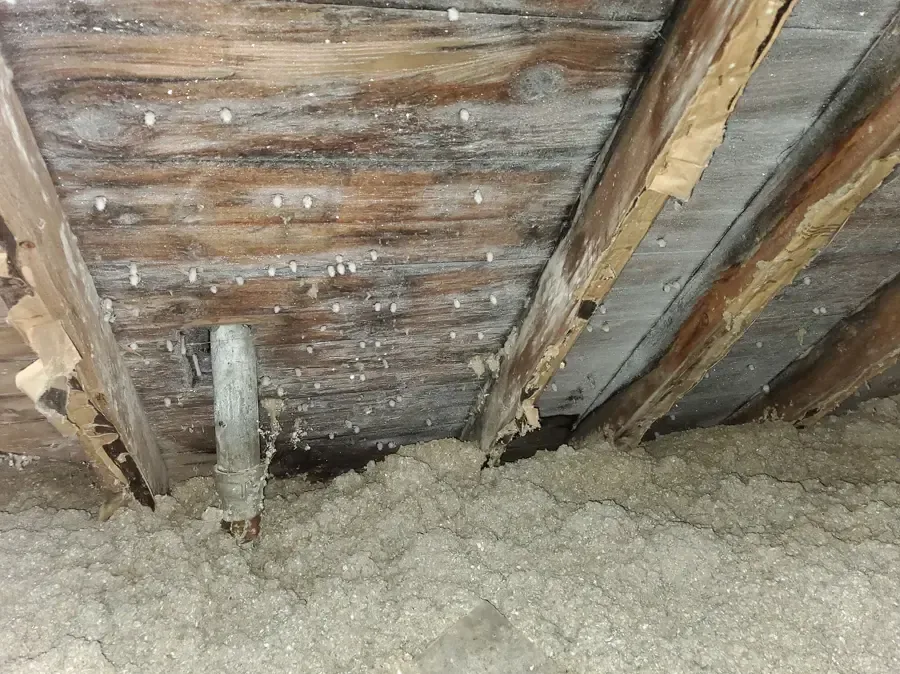 Water-stained roof sheathing and wet insulation in an attic